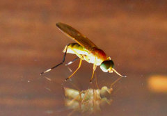 Ptecticus testaceus