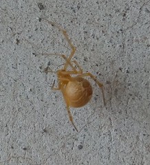 Tidarren sisyphoides