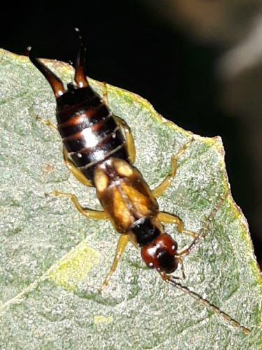 Forficula mediterranea