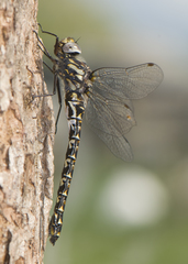 Gomphaeschna furcillata