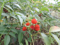 Rubus fraxinifolius