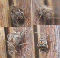 Pseudopachymerina spinipes