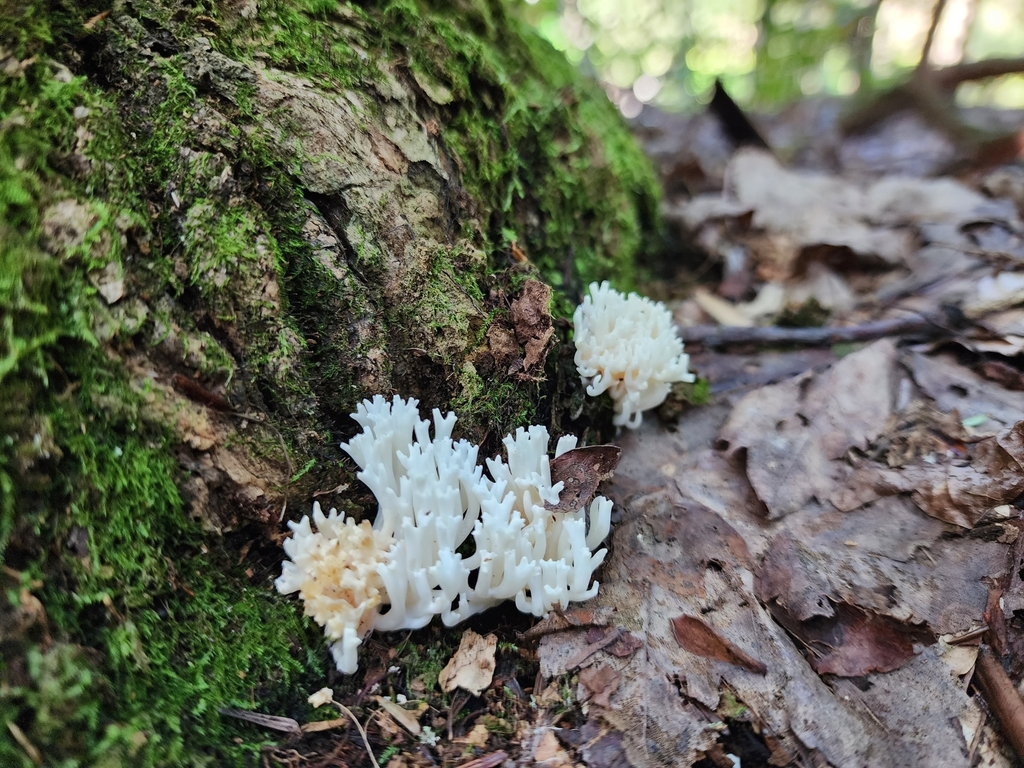 White Coral Fungus From Rector PA 15677 USA On September 2 2023 At   Large 