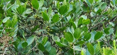 Ilex perado image