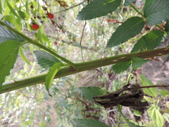 Rubus fraxinifolius