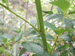 Rubus fraxinifolius