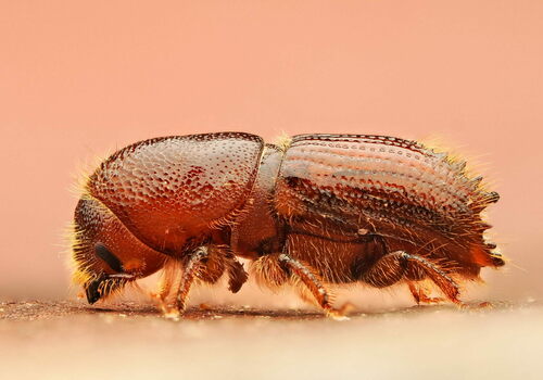 Six-Toothed Spruce Bark Beetle