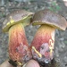 Boletus billieae - Photo (c) Sigrid Jakob, some rights reserved (CC BY-NC), uploaded by Sigrid Jakob
