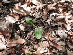 Mickelopteris cordata