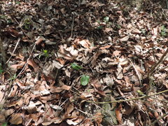 Mickelopteris cordata