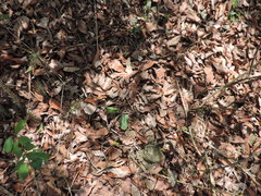 Mickelopteris cordata