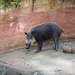 Palawan Bearded Pig - Photo (c) symisme840, some rights reserved (CC BY-NC), uploaded by symisme840