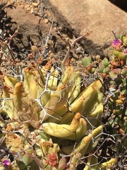 Tylecodon reticulatus