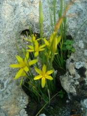 Gagea chlorantha
