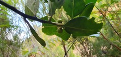 Ilex perado subsp. perado image