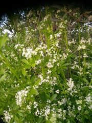 Galium pisiferum