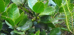 Ilex perado subsp. perado image