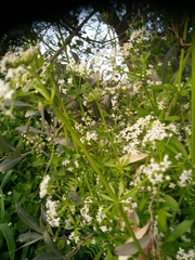 Galium pisiferum