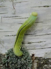 Cimbex femoratus