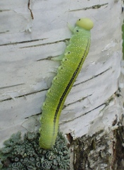 Cimbex femoratus