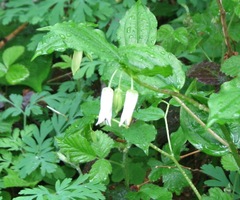 Prosartes smithii