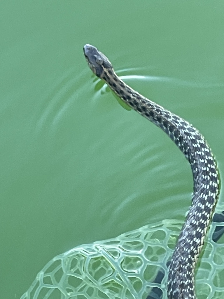Common Garter Snake from Fontana Lake, Bryson City, NC, US on September 2, 2023 at 0515 PM by