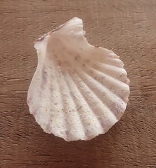 Caribachlamys pellucens