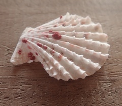 Caribachlamys pellucens