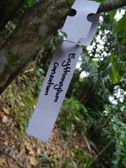 Erythroxylum cuneatum