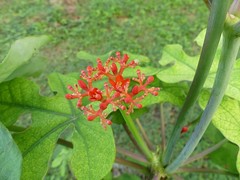Jatropha podagrica