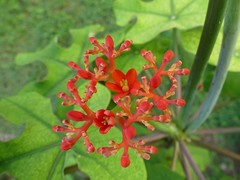 Jatropha podagrica