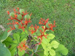 Jatropha podagrica