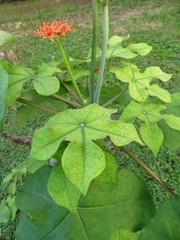 Jatropha podagrica