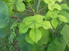 Jatropha podagrica