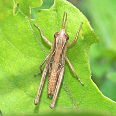 Aiolopus thalassinus