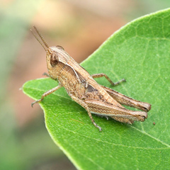 Aiolopus thalassinus