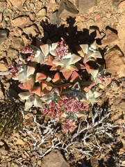 Crassula deltoidea