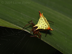 Micrathena furcata