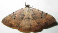 Hypopyra carneotincta