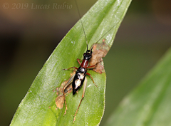 Cranistus colliurides