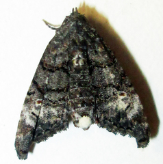 Marathyssa albidisca