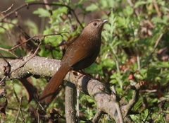Bhutan Laughingthrush photo 4