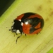 Coccinella septempunctata divaricata - Photo (c) James Bailey, some rights reserved (CC BY-NC), uploaded by James Bailey
