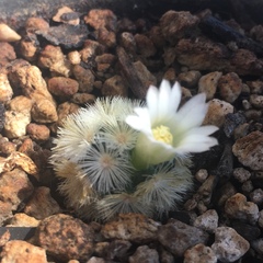 Mammillaria duwei
