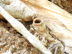 Nannotrigona testaceicornis