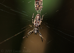 Cyclosa machadinho