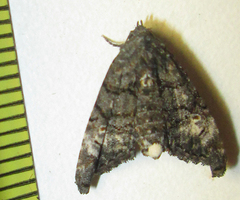 Marathyssa albidisca