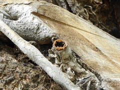 Nannotrigona testaceicornis