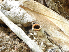 Nannotrigona testaceicornis