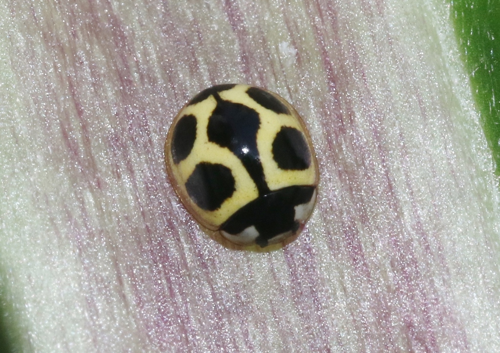Oenopia mimica